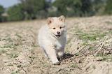 CHIEN FINNOIS DE LAPONIE 313